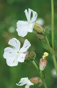 White Campion White Campion Silene latifolia HEIGHTto 1m Hairy branched - фото 212