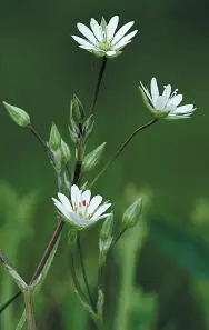 Lesser Stitchwort Lesser Stitchwort Stellaria graminea HEIGHTto 50cm Perennial - фото 177