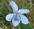 British Wild Flowers A photographic guide to every common species - изображение 36