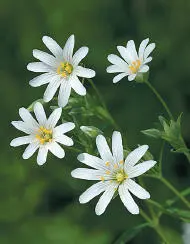 Greater Stitchwort Greater Stitchwort Stellaria holostea Caryophyllaceae - фото 172