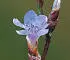British Wild Flowers A photographic guide to every common species - изображение 34