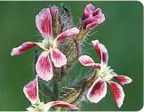 Smallflowered Catchfly Smallflowered Catchfly Silene gallica HEIGHTto 40cm - фото 226