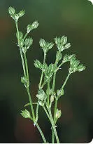 Fourleaved Allseed Procumbent Pearlwort Procumbent Pearlwort Sagina - фото 202