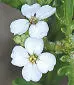 British Wild Flowers A photographic guide to every common species - изображение 13