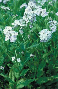 Burbidge Brinsley Damesviolet Damesviolet Hesperis matronalis HEIGHTto - фото 353