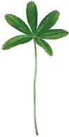 PALMATE LOBED MARGIN - фото 68
