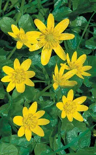 Weston Andrew Lesser Celandine Lesser Celandine Ranunculus ficaria HEIGHTto - фото 290