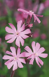 Red Campion Red Campion Silene dioica HEIGHTto 1m Hairy biennial or perennial - фото 216