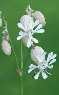 Bladder Campion Bladder Campion Silene vulgaris HEIGHTto 80cm Upright perennial - фото 210
