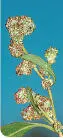Flowers Manyseeded Goosefoot Chenopodium polyspermum Chenopodiaceae - фото 135