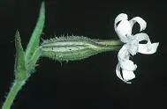 Bush Robin Nightflowering Catchfly Nightflowering Catchfly Silene noctiflora - фото 223