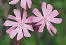 British Wild Flowers A photographic guide to every common species - изображение 32