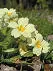 British Wild Flowers A photographic guide to every common species - изображение 27