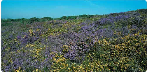 Floral delights such as this heathland have inspired generations of botanists - фото 3