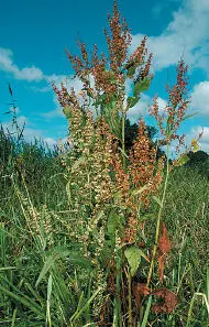 Smith Don Water Dock Water Dock Rumex hydrolapathum HEIGHTto 2m Large - фото 114