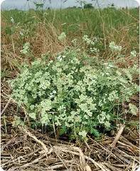 It has come to something when the discovery of Spreading Hedgeparsley once a - фото 73