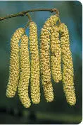 Hazel catkins Hazel Hazel Corylus avellana Betulaceae HEIGHTto 12m Dense - фото 77