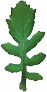 LOBED MARGIN CLASPING BASE TRIFOLIATE OR TREFOIL FINELY DIVIDED - фото 70