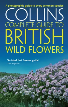 Paul Sterry British Wild Flowers: A photographic guide to every common species обложка книги