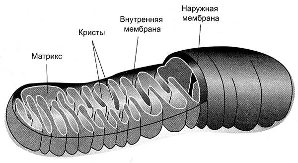 Рис 1 Схема строения митохондрии Видны внутренняя и наружная мембрана - фото 2
