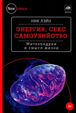 Ник Лэйн Энергия, секс, самоубийство обложка книги