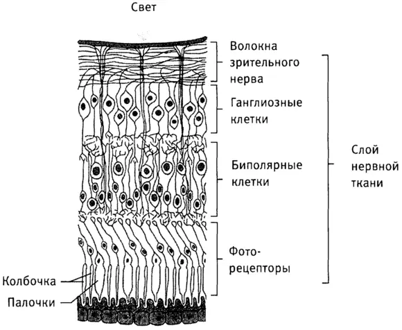Рис 11Сетчатка глаза которая обеспечивает связь между светом и мозговой - фото 5