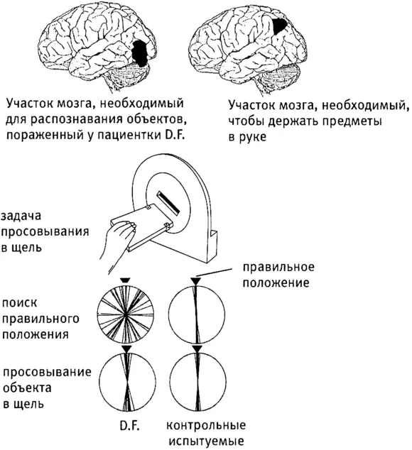 Рис 15Неосознанные действия У пациентки DF повреждена часть мозга - фото 9