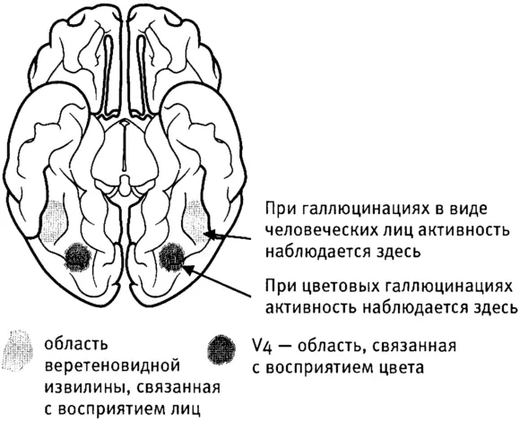 Рис 16Спонтанная активность мозга связанная со слепотой синдром Шарля - фото 10