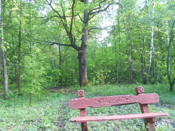 Одинока скамейка в лесу на дорожке где сыро не присядешь и мысли несут на - фото 9