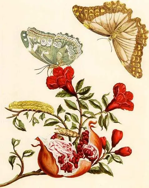 Мария Сибилла Мериан 16471717 Merian М S Les Insectes de Surinam 1726 - фото 14