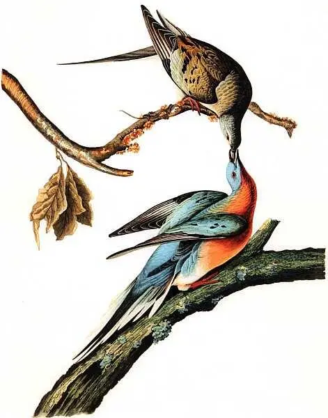 Джон Джеймс Одюбон 17851851 Audubon J J The Birds of America 18271838 - фото 17