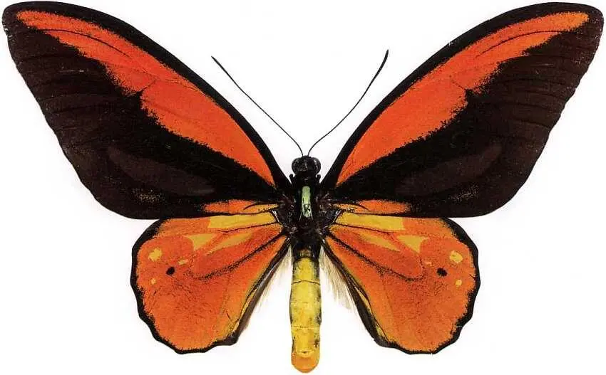 Птицекрылка Крез Ornithoptera croesus Золотая птицекрылка или птицекрылка - фото 22
