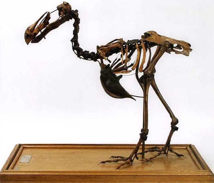 Скелет маврикийского дронта Raphus cucullatus Didus ineptus Из коллекции А - фото 67