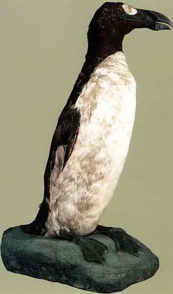 Бескрылая гагарка Pinguinus impennis Первоначально из коллекции W Blasius - фото 69
