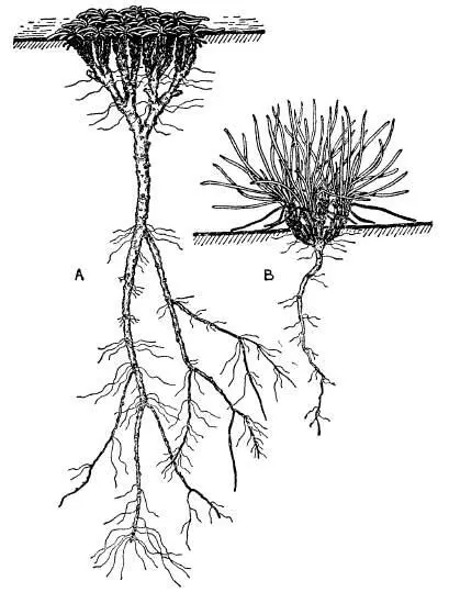 FIG 6Different forms adopted by thrift a Rosette form under grazing or in - фото 8