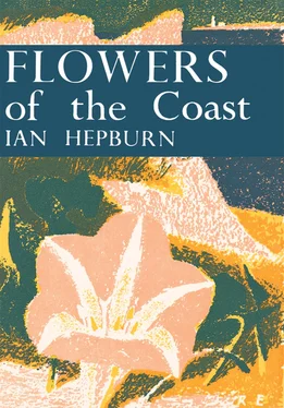 Ian Hepburn Flowers of the Coast обложка книги