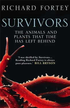 Richard Fortey Survivors: The Animals and Plants that Time has Left Behind обложка книги