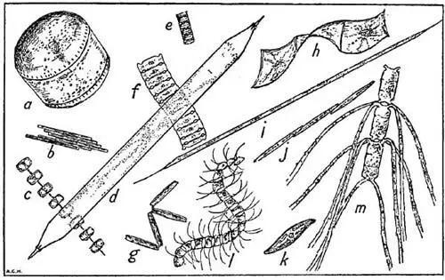 FIG 14 Some characteristic plankton diatoms not shown in Plate I all - фото 10