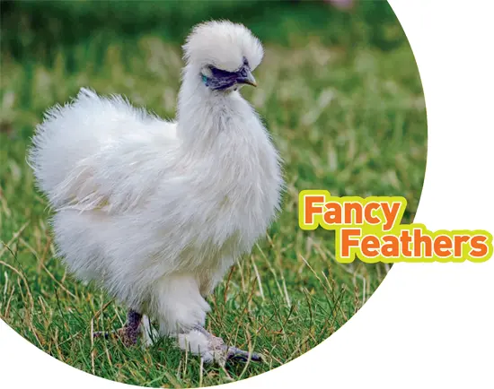 photo credit 12 Silkies are unique chickens with soft silky feathers - фото 3
