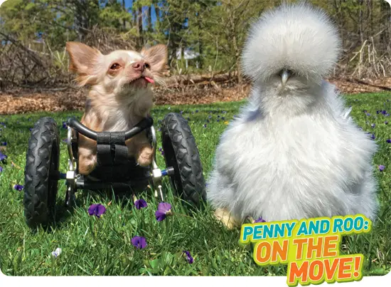 Penny is a chicken Roo is a dog They became fast friends photo credit p11 - фото 2