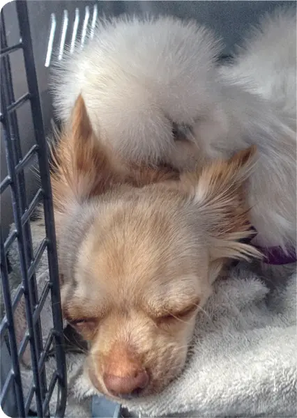 When Penny first met Roo he was in bad shape She sat on top of him to warm - фото 4