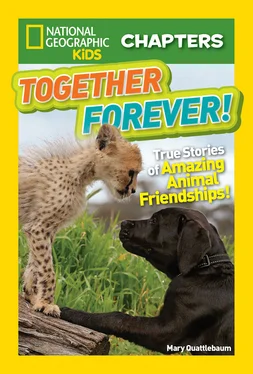 Mary Quattlebaum National Geographic Kids Chapters: Together Forever: True Stories of Amazing Animal Friendships! обложка книги