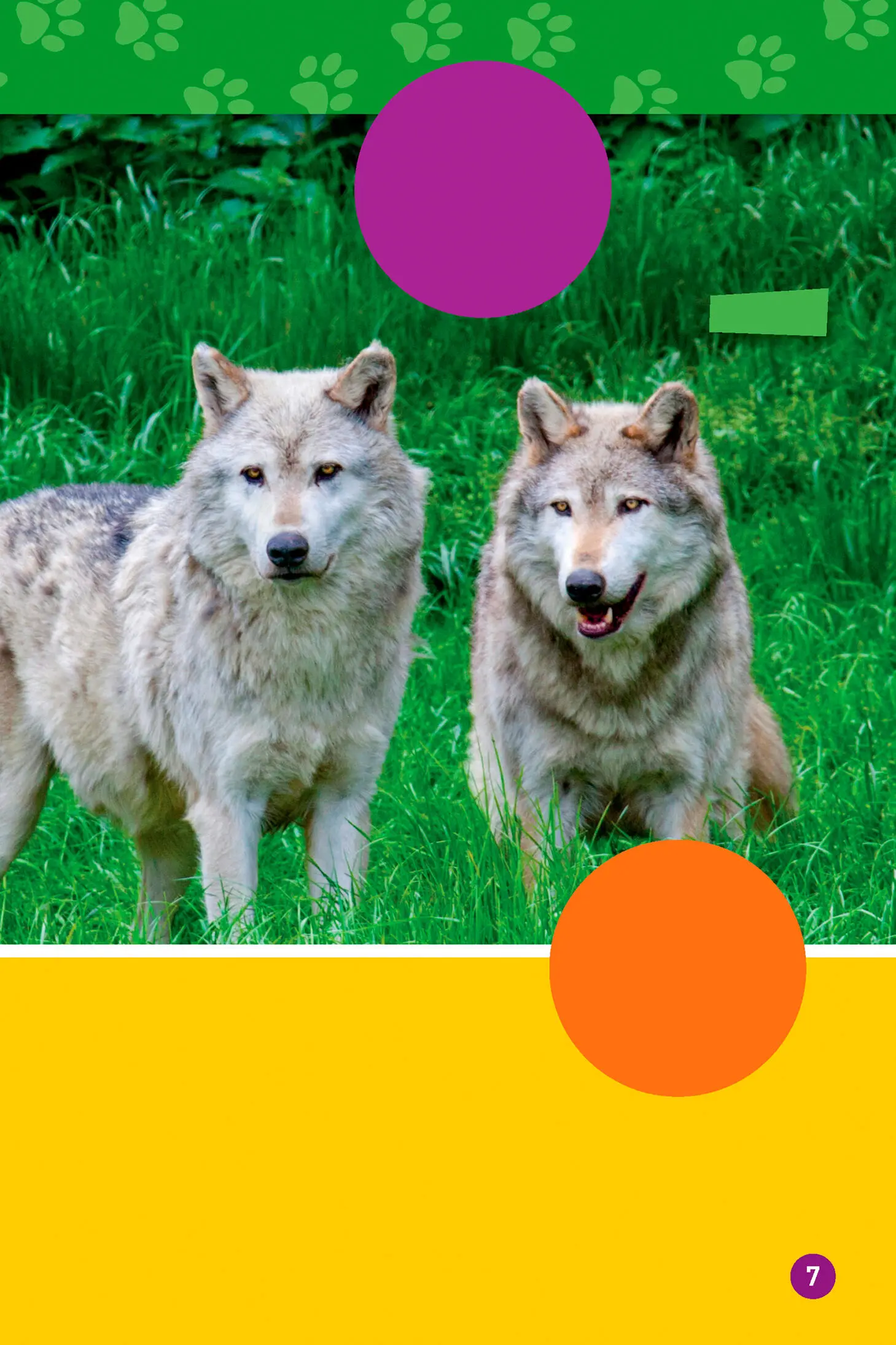 Wolves live in family groups called packs There can be UP TO 10 WOLVES IN - фото 5