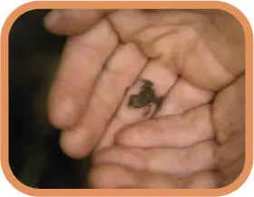 Some amphibians particularly toads can breed in surprisingly small puddles of - фото 10