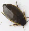 Try this experimentIt is called Thienemanns tank and is named after a German - фото 9