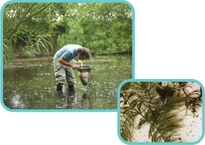 Nets are invaluable to the water naturalist but you need to use them in - фото 6