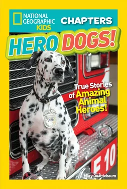 Mary Quattlebaum National Geographic Kids Chapters: Hero Dogs обложка книги