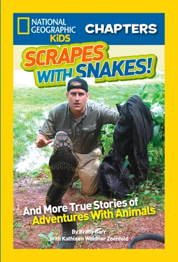 Brady Barr National Geographic Kids Chapters: Scrapes With Snakes: True Stories of Adventures With Animals обложка книги