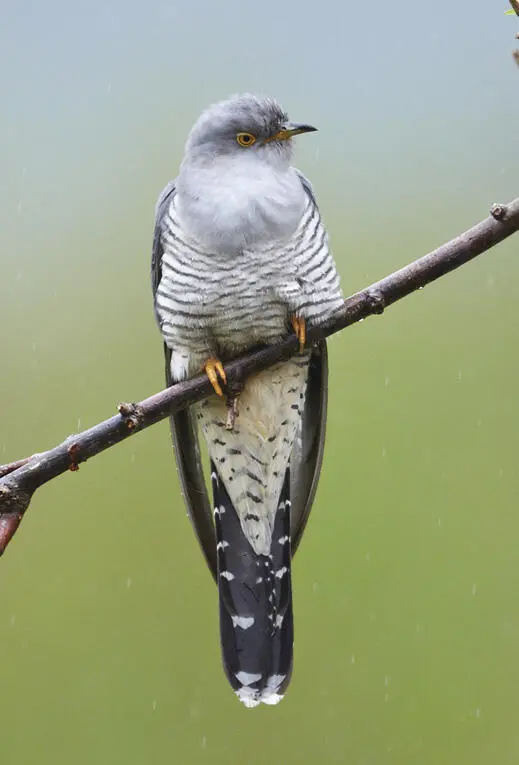cucumber cucumbers NOUN A cucumber is a long thin dark green vegetable eaten - фото 47