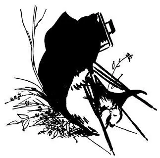 Good heavens shouted Mr Brown as he rushed forward My petunias Never - фото 26